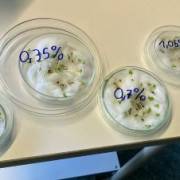 Vorsicht giftig! – Schülerinnen und Schüler erforschen Naturwissenschaften bei der Junior Science Olympiade 2026